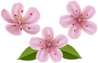 clip-art-spring-flowers-14